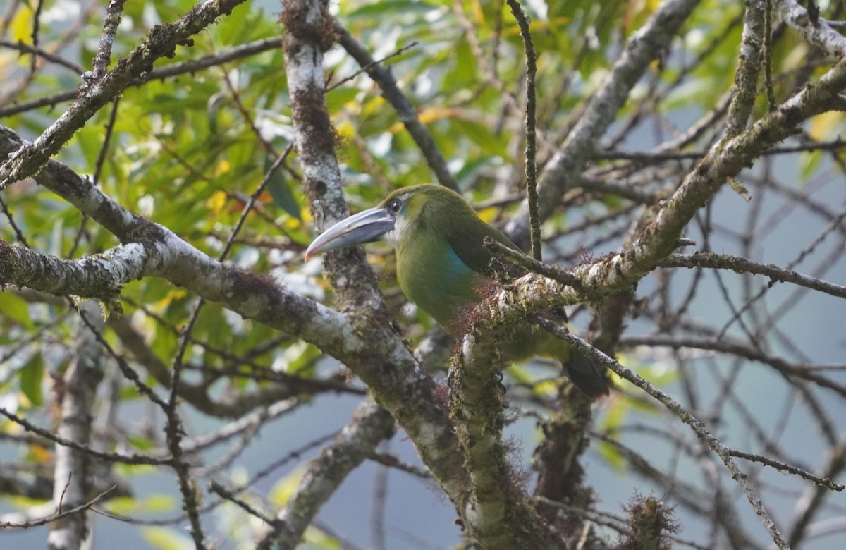 Blue-banded Toucanet - ML622949562