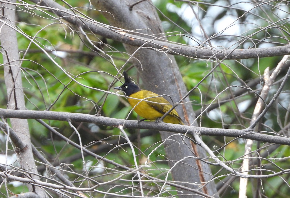 Black-crested Bulbul - ML622949611