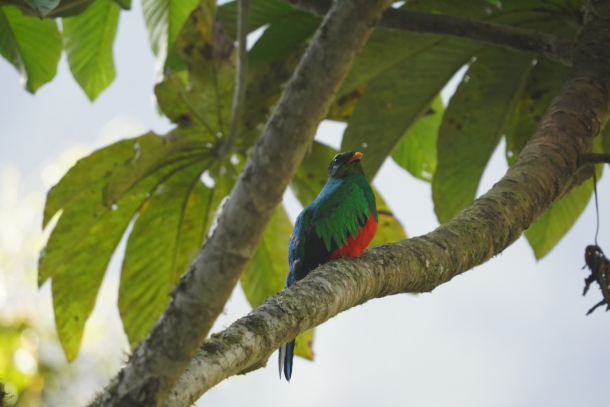 Golden-headed Quetzal - ML622949637