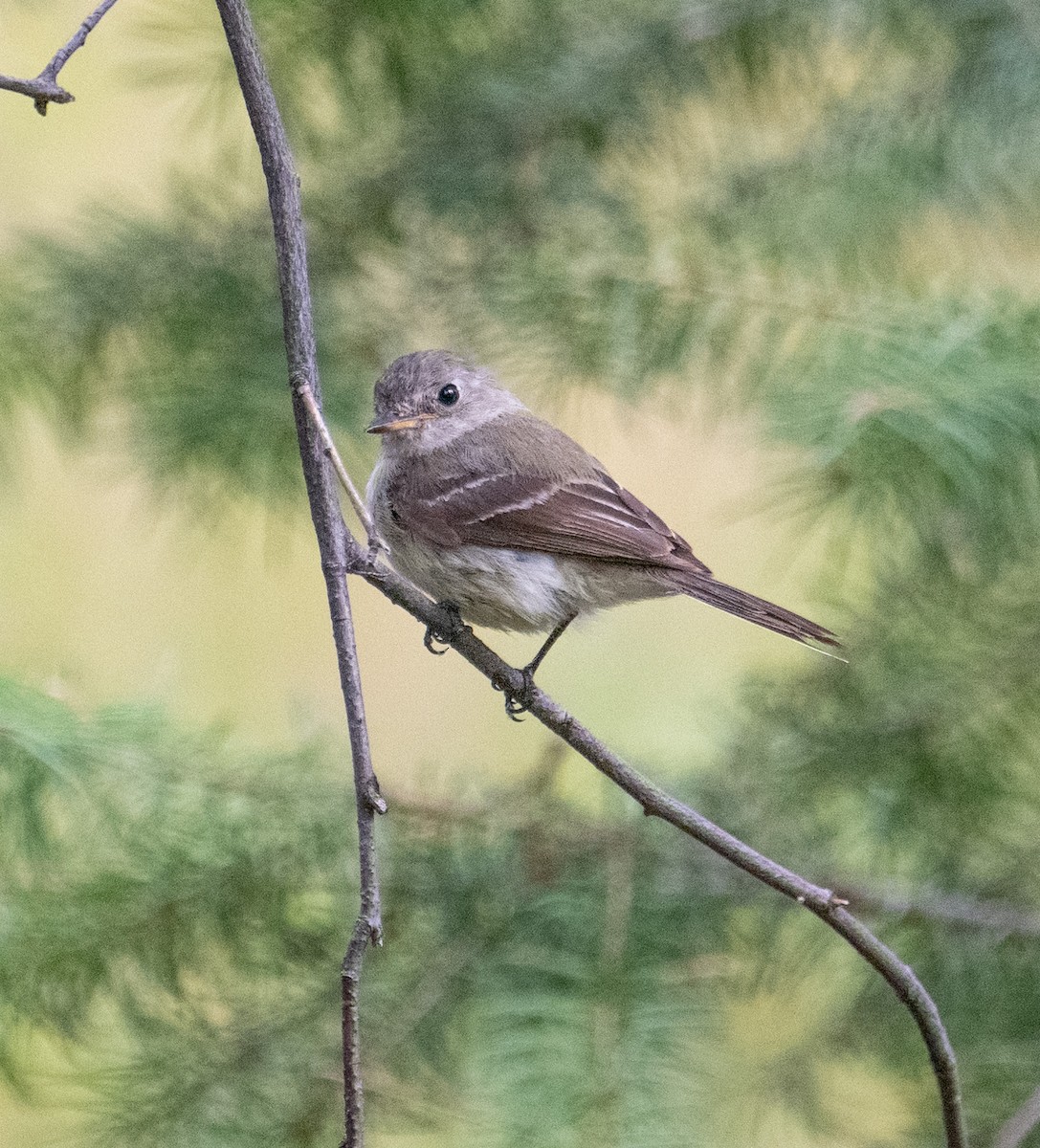 Dusky Flycatcher - ML622949656