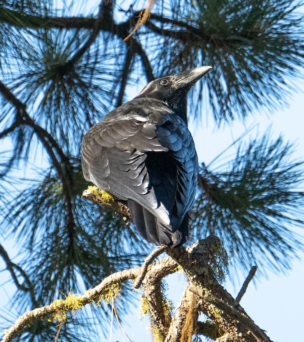 Common Raven - ML622949677