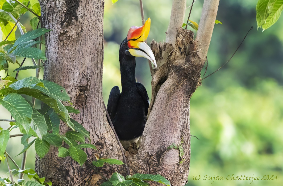 Rhinoceros Hornbill - ML622949691