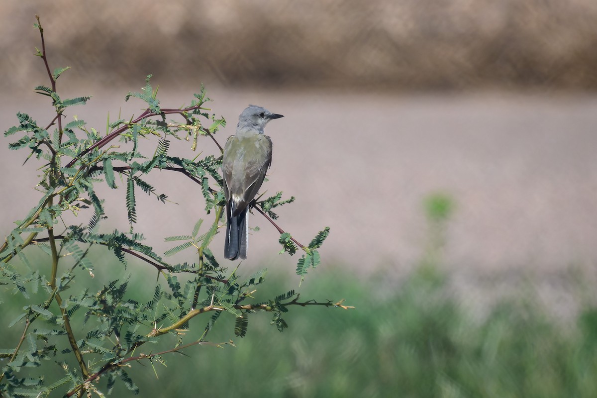 Western Kingbird - ML622949709