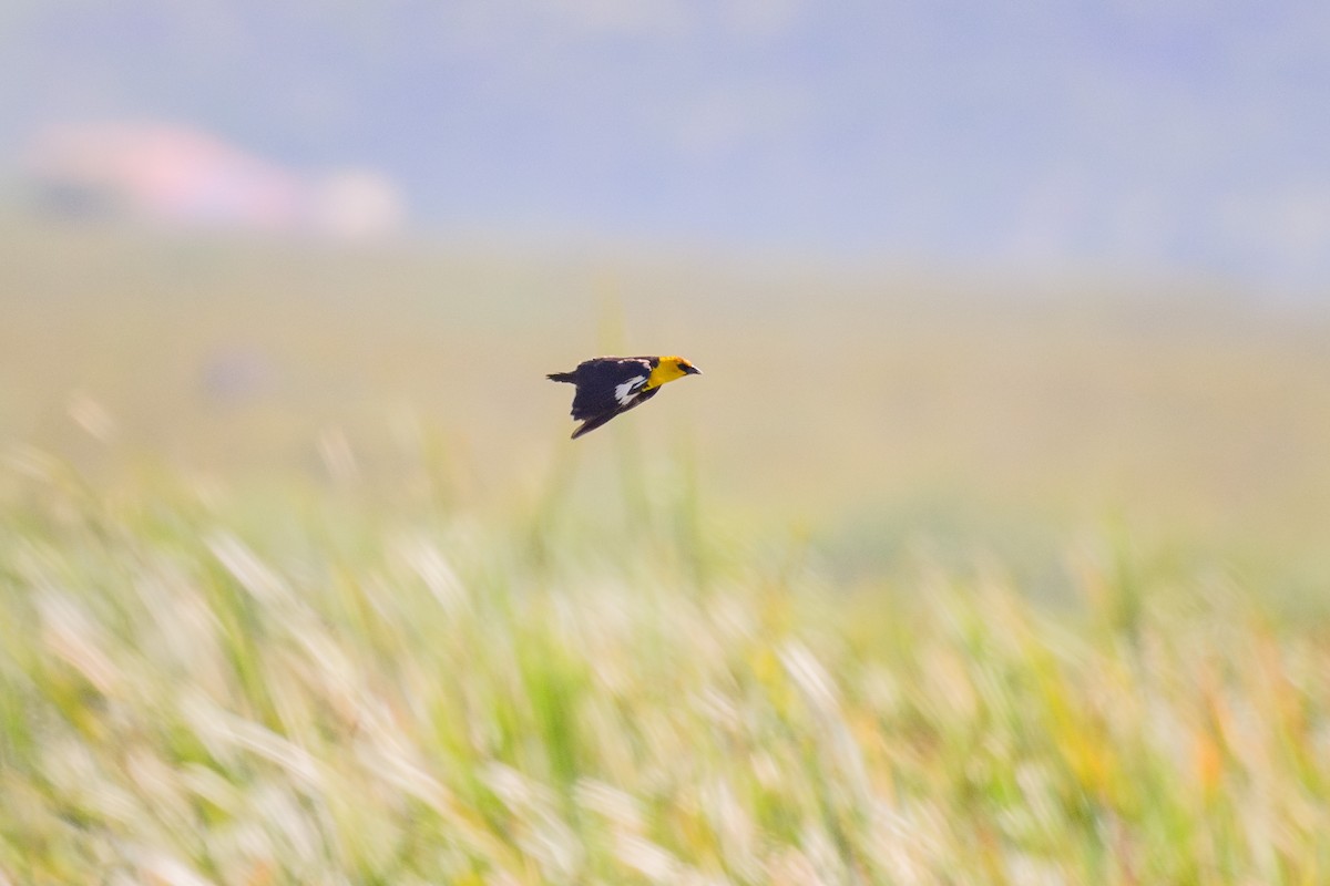 Yellow-headed Blackbird - ML622949740