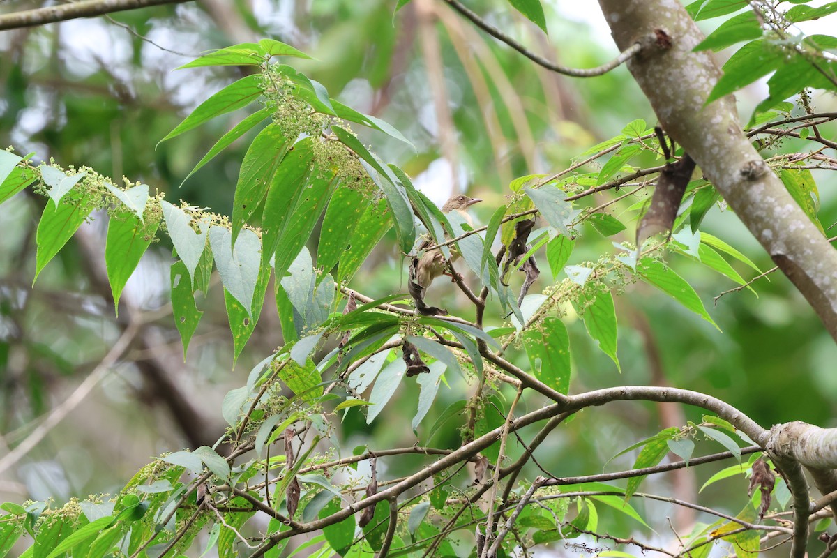 Red-eyed Bulbul - ML622949787