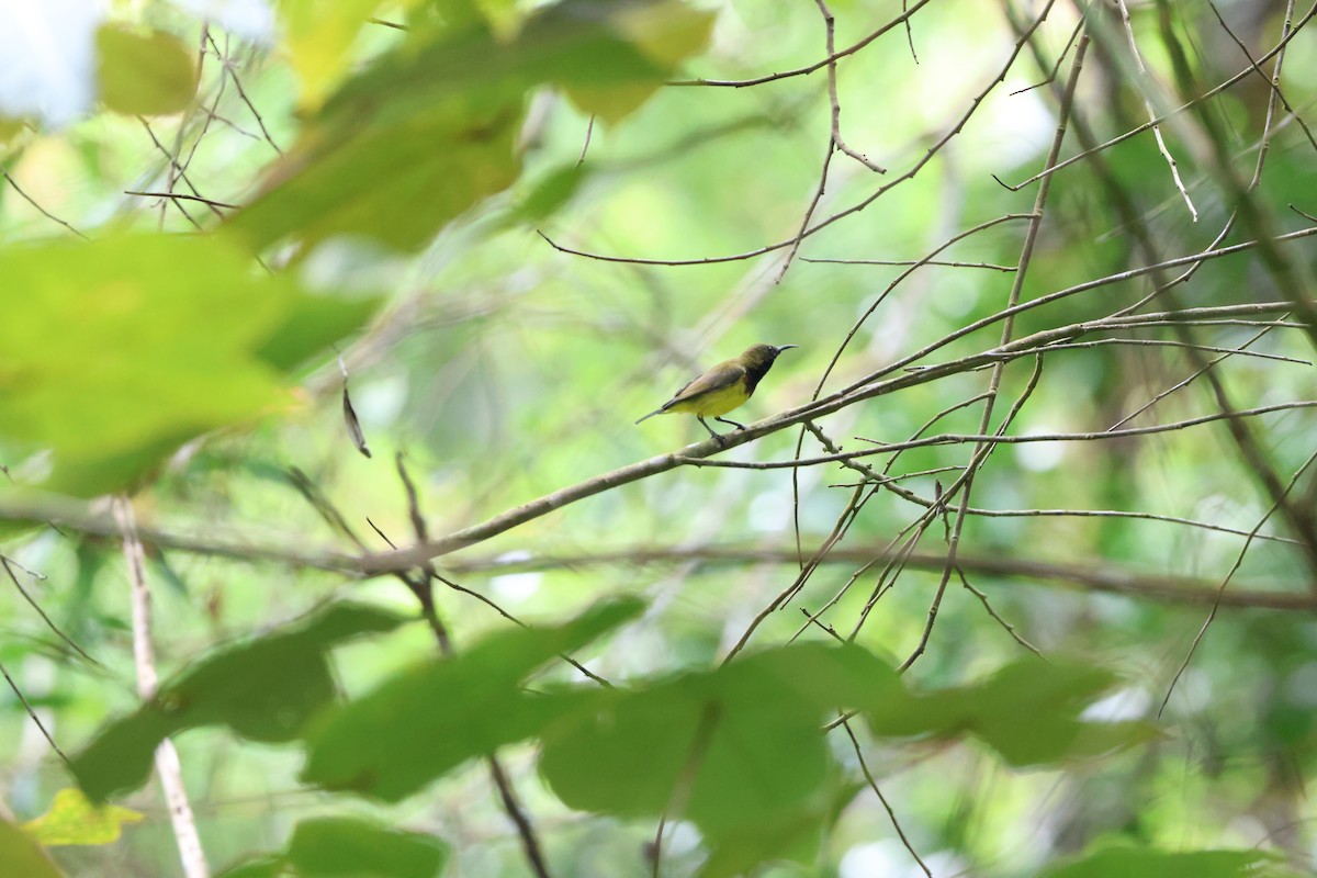 Ornate Sunbird - ML622949794