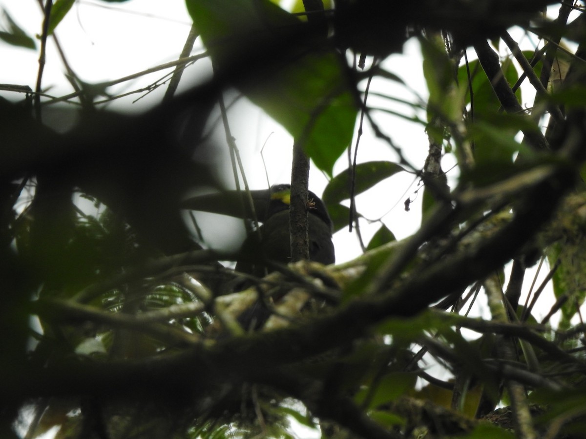 Toucanet à oreilles d'or - ML622949807