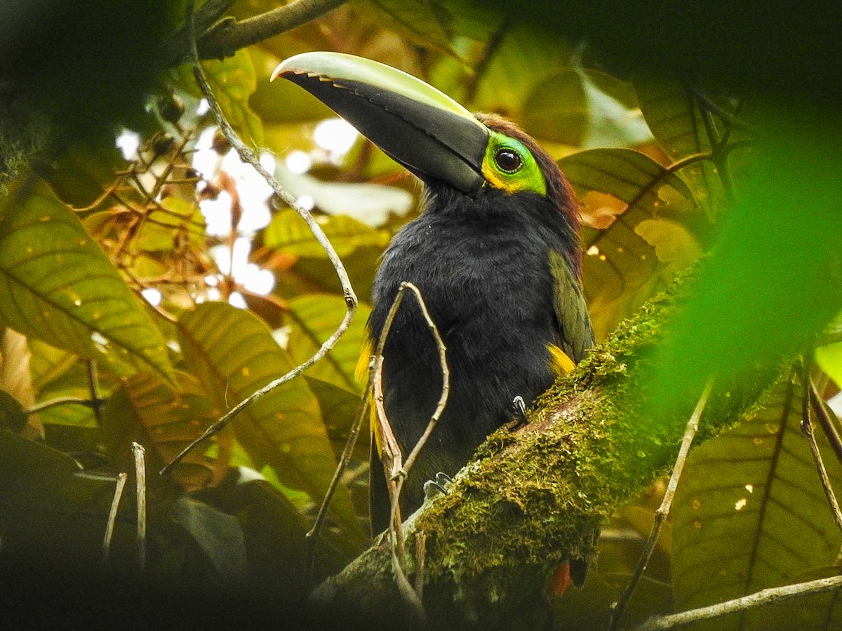 Toucanet à oreilles d'or - ML622949808