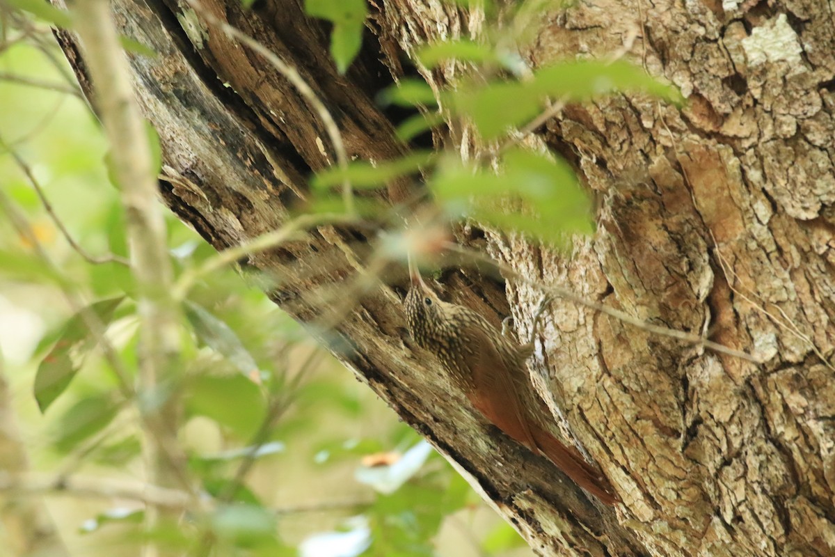 Ivory-billed Woodcreeper - Rene Valdes 🦜