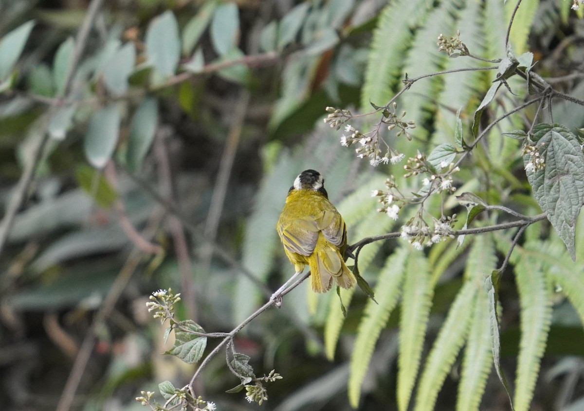 Black-capped Hemispingus - ML622949903