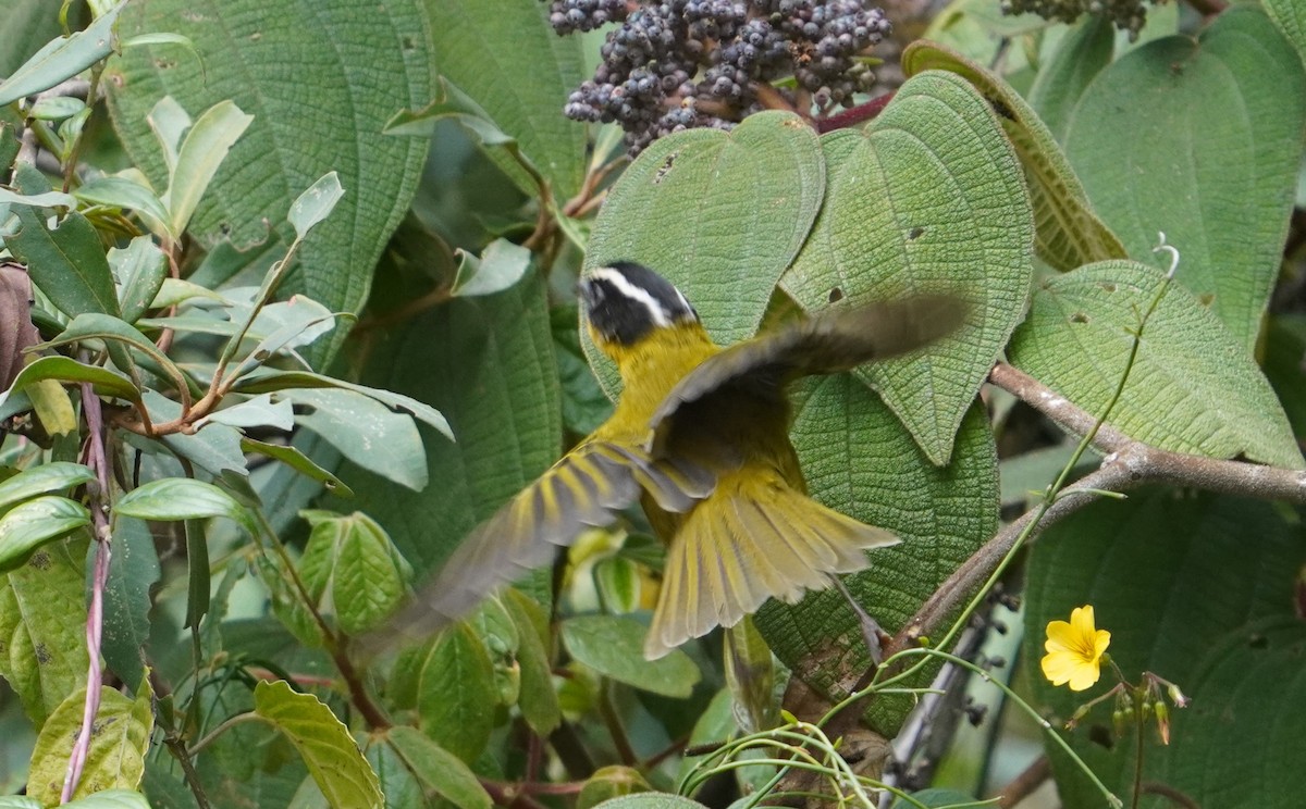 Black-capped Hemispingus - ML622949904