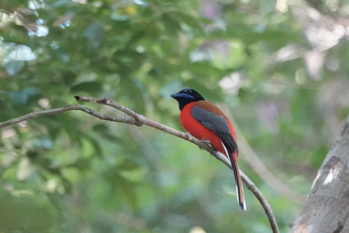 Scarlet-rumped Trogon - ML622949931