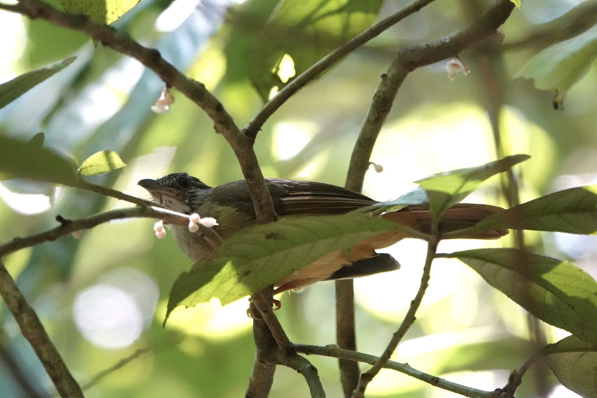 Gray-cheeked Bulbul - ML622949986