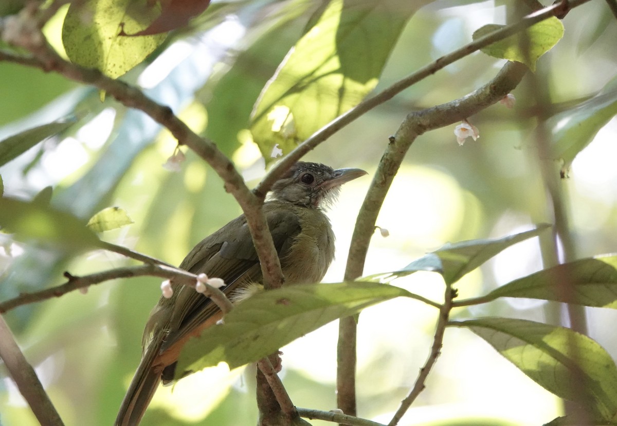 Gray-cheeked Bulbul - Ping Ling Tai