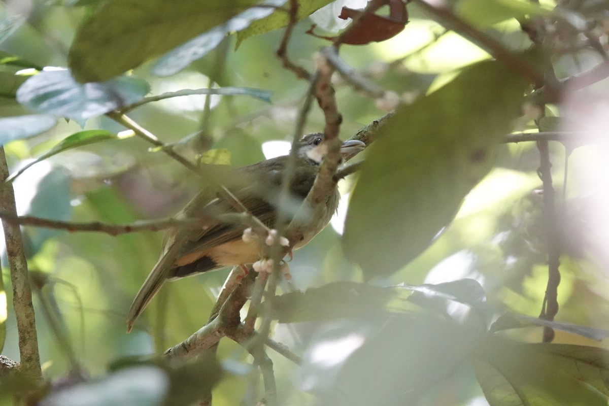 Gray-cheeked Bulbul - ML622949995