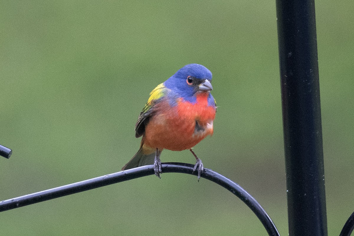 Painted Bunting - ML622950079