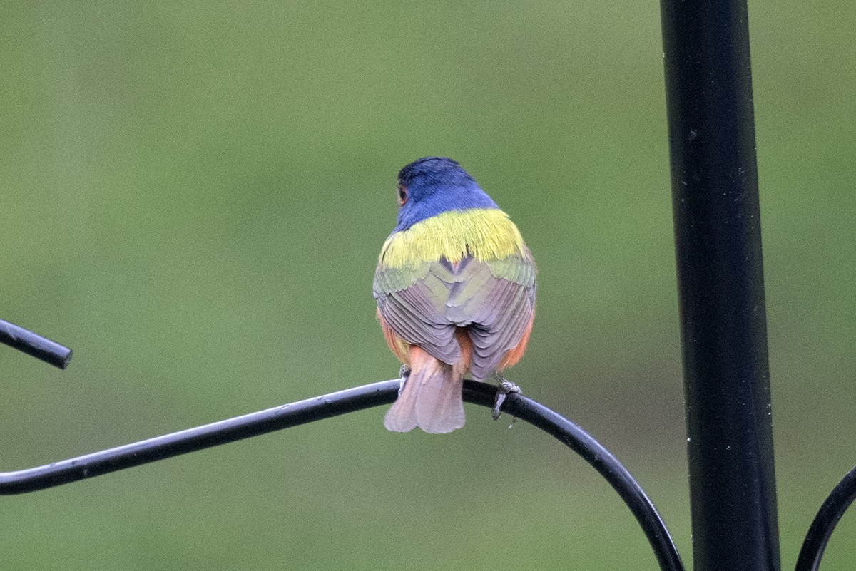 Painted Bunting - ML622950080