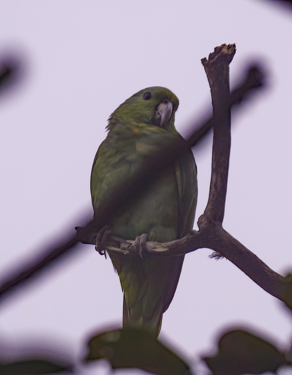 Scaly-naped Parrot - ML622950091