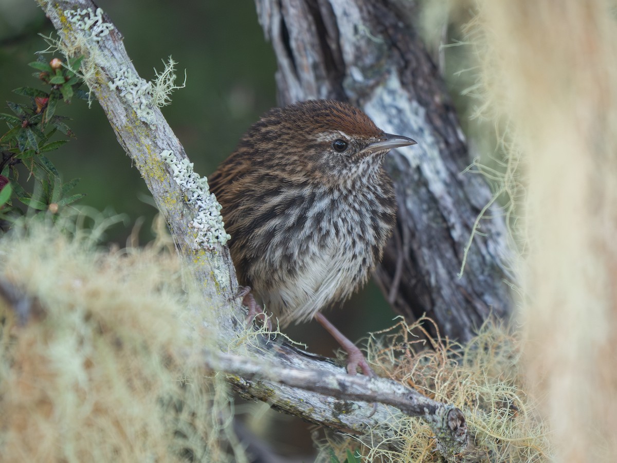 New Zealand Fernbird - ML622950121