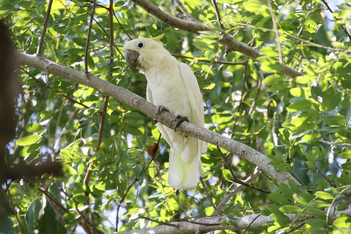 Yellow-crested Cockatoo - ML622950141