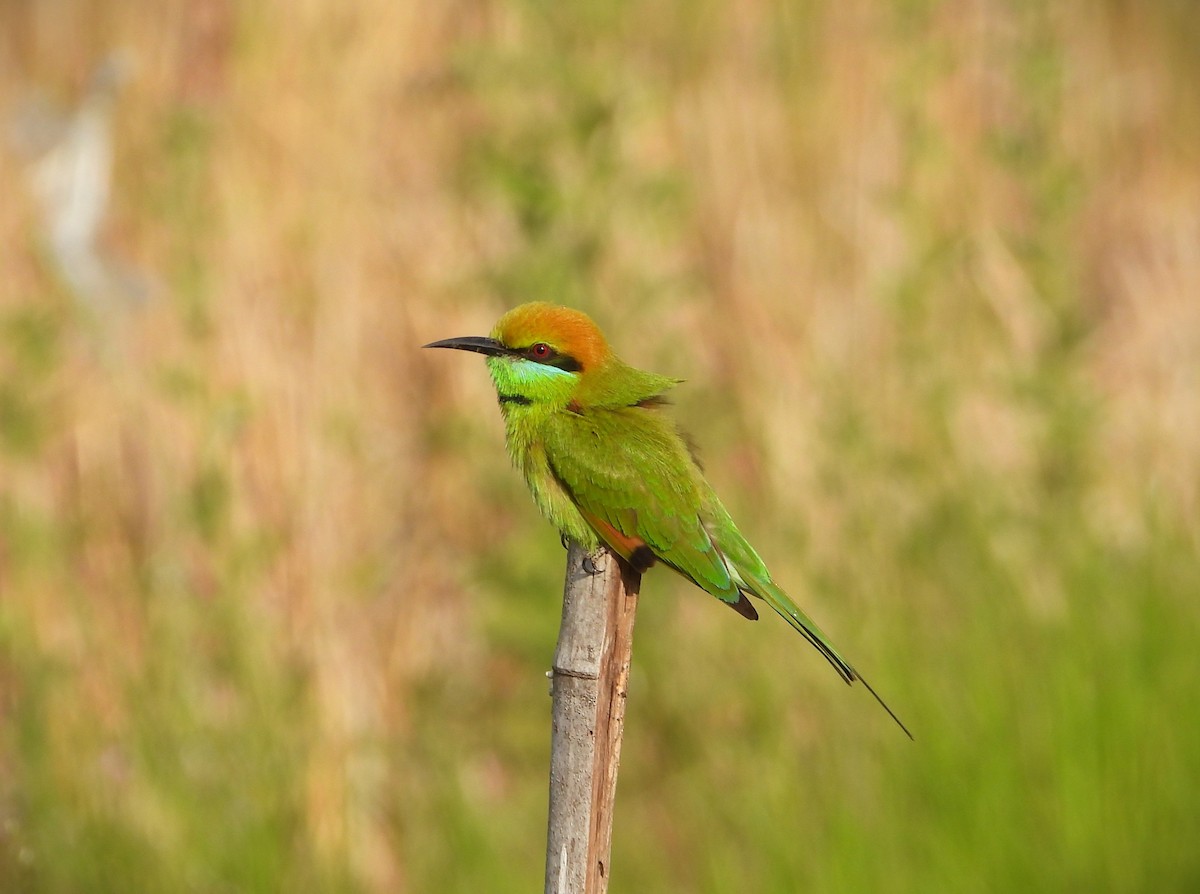 Asian Green Bee-eater - ML622950199