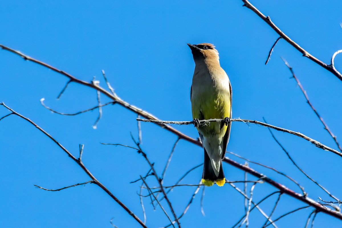 Cedar Waxwing - ML622950205