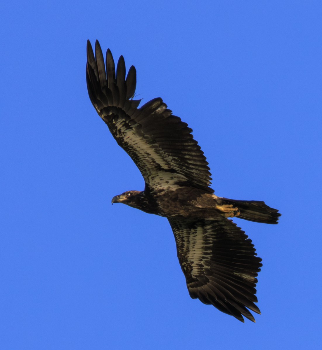 Bald Eagle - ML622950245