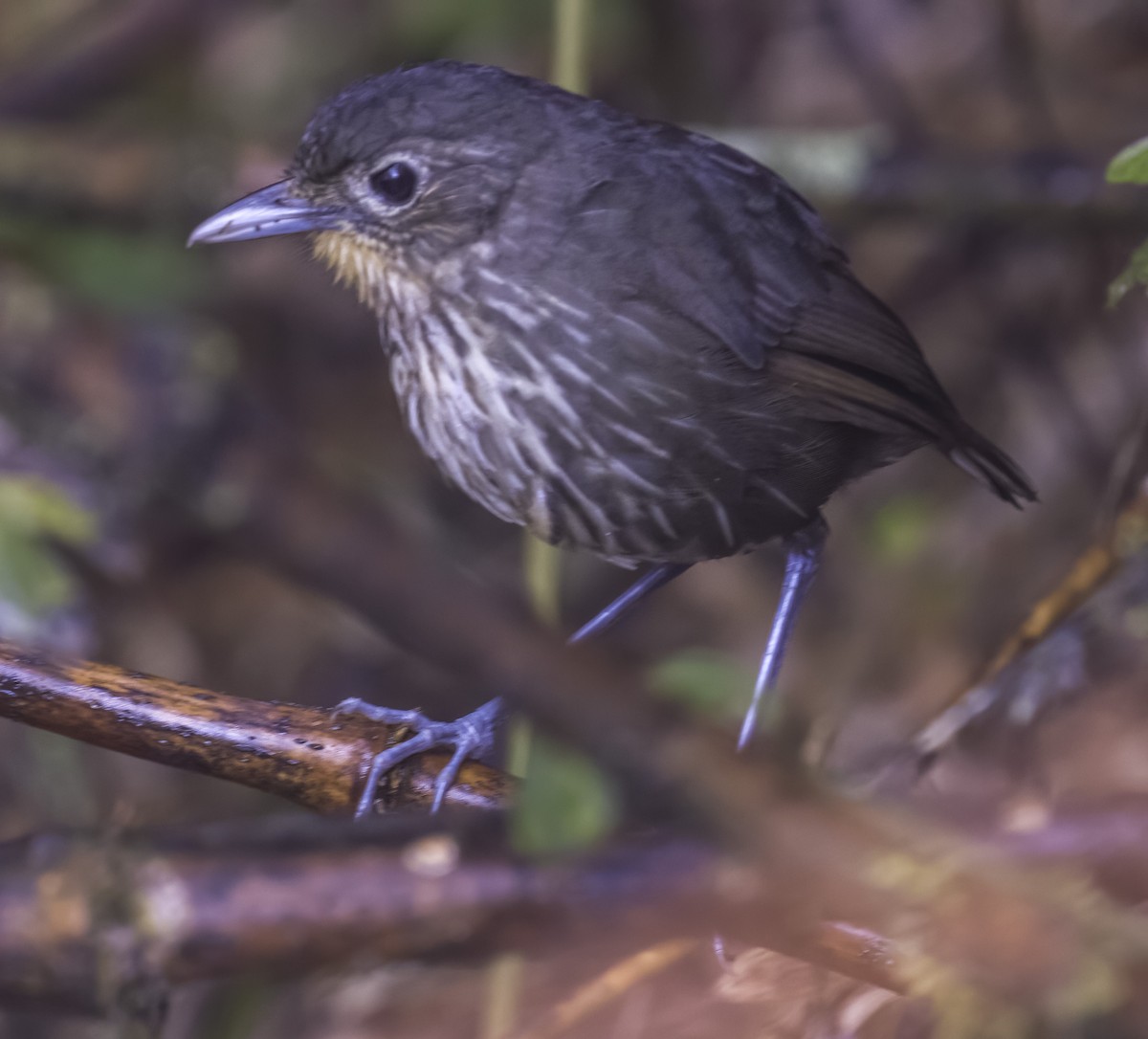 Santa Marta Antpitta - ML622950282