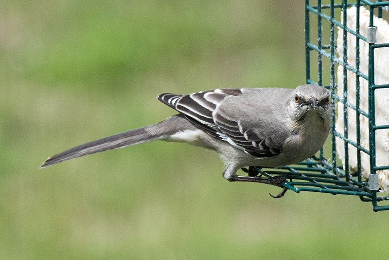 Northern Mockingbird - ML622950283