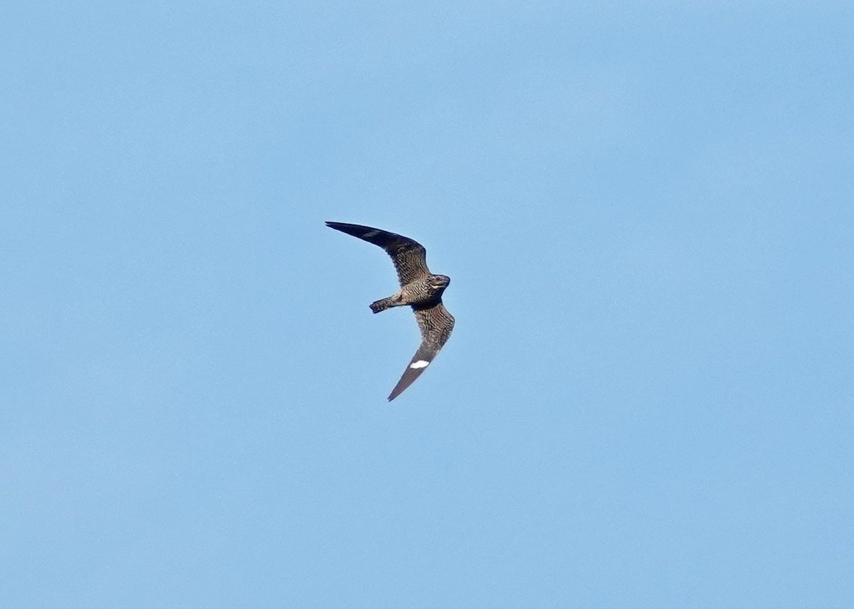 eBird Checklist - 25 Aug 2024 - USDA, Appalachian Fruit Research ...