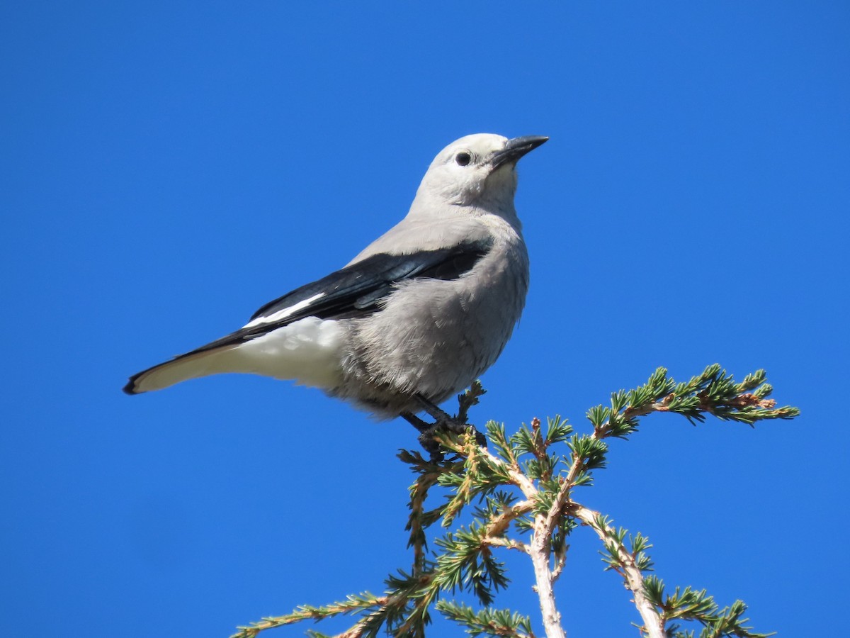 Clark's Nutcracker - ML622950414