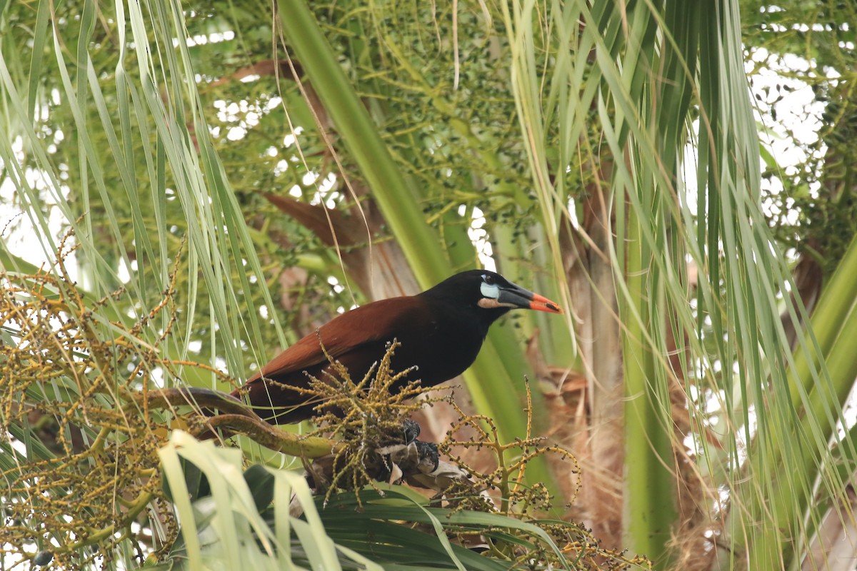 Montezuma Oropendola - ML622950424