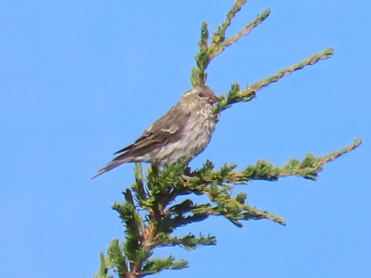 Cassin's Finch - ML622950442