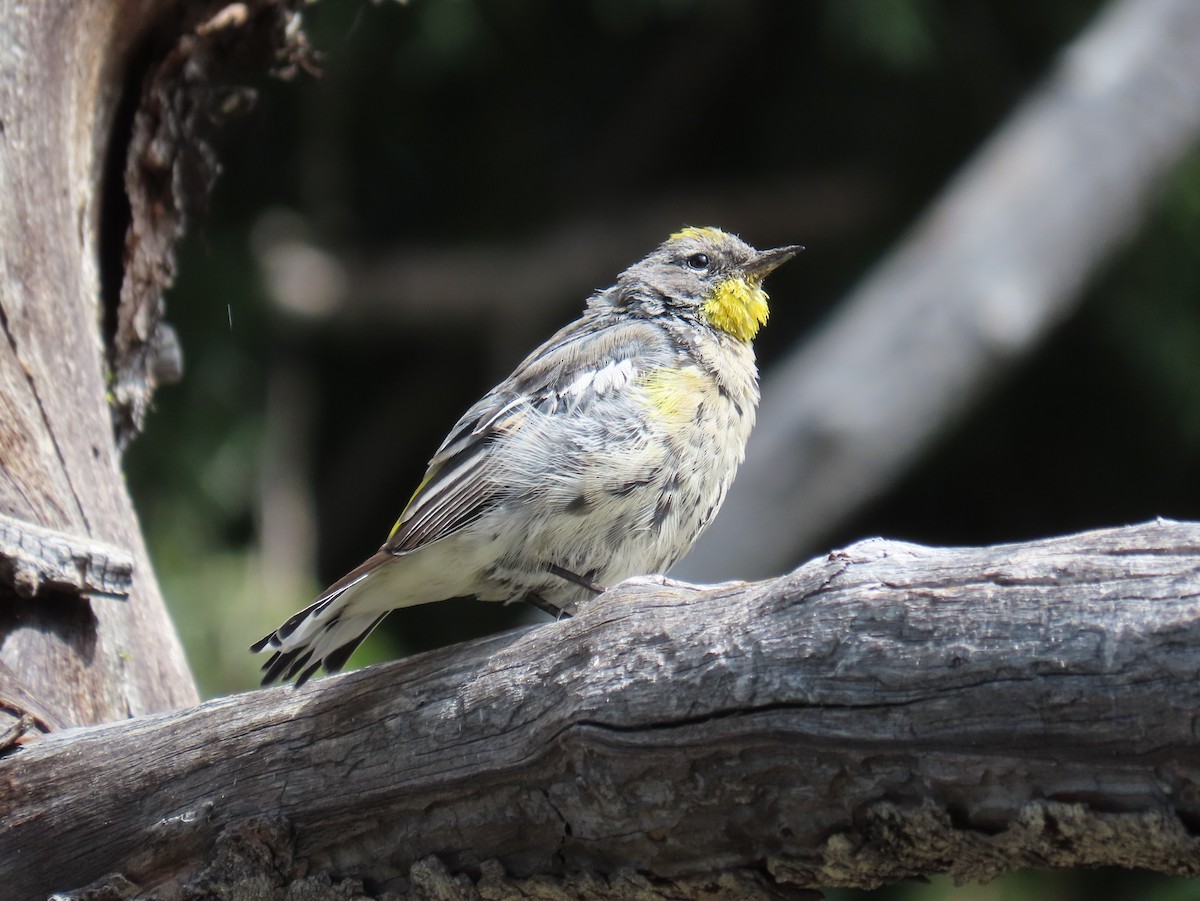 Yellow-rumped Warbler - ML622950451