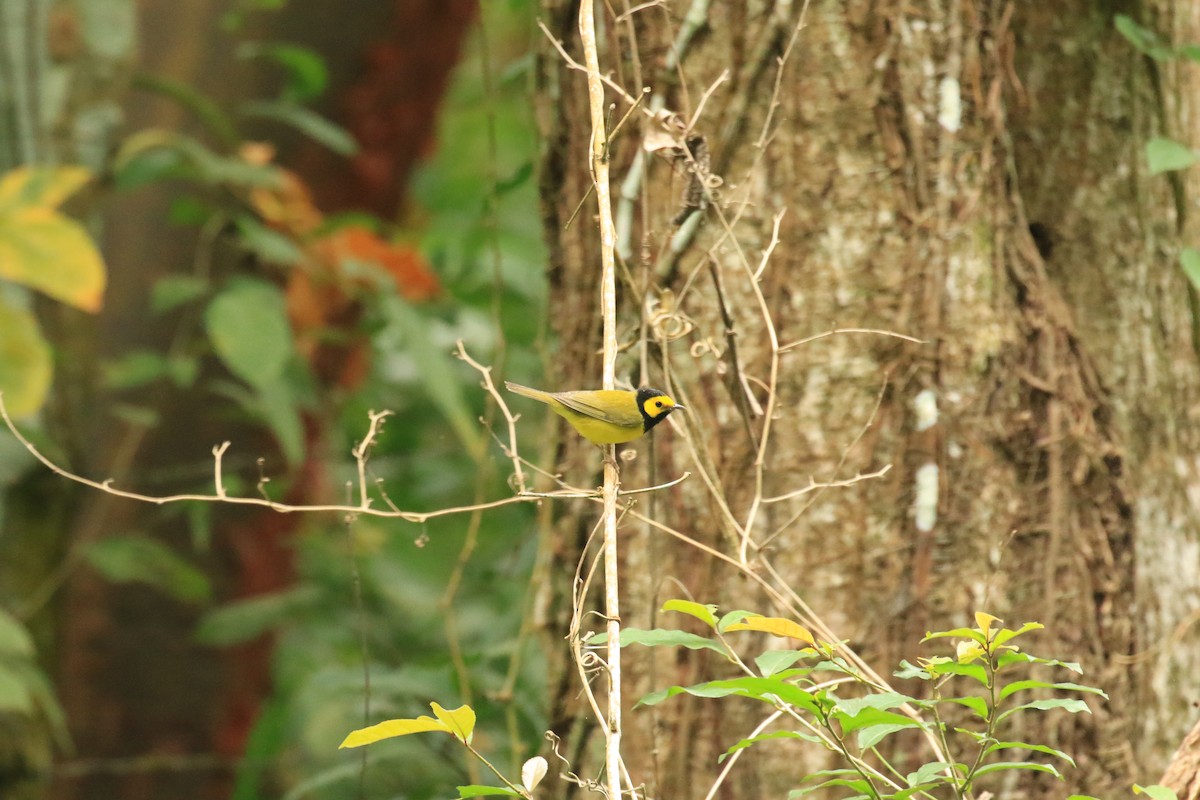 Hooded Warbler - ML622950452