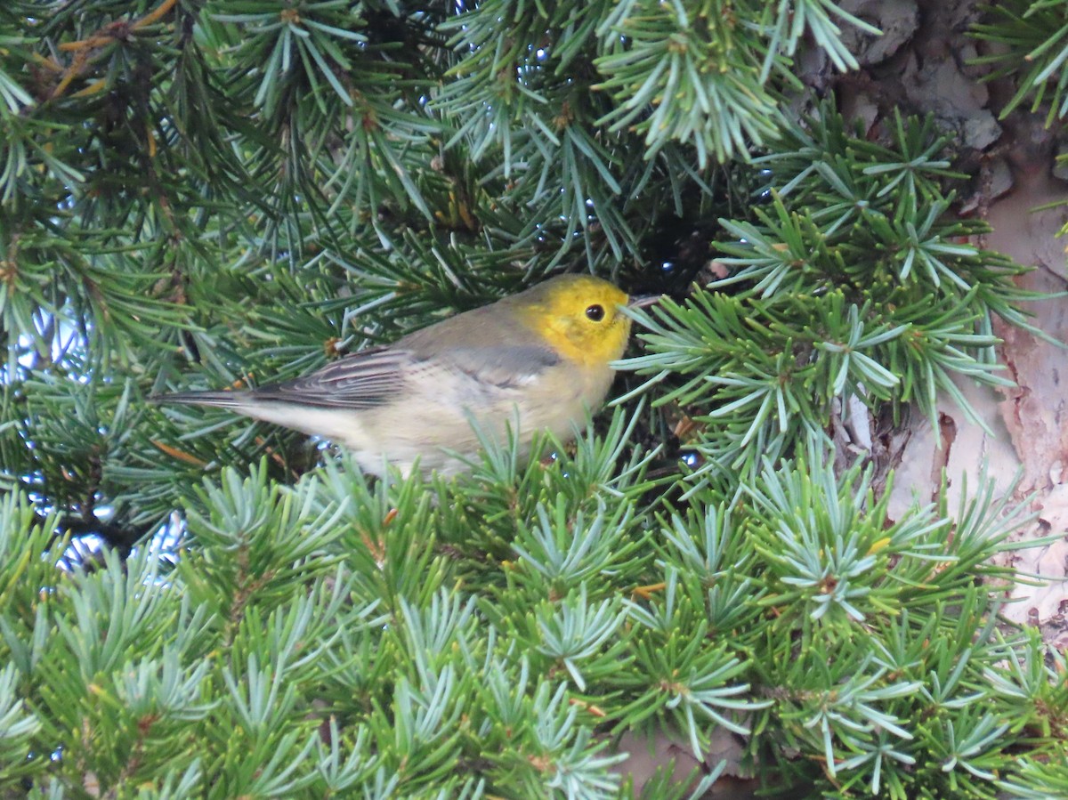 Hermit Warbler - ML622950453