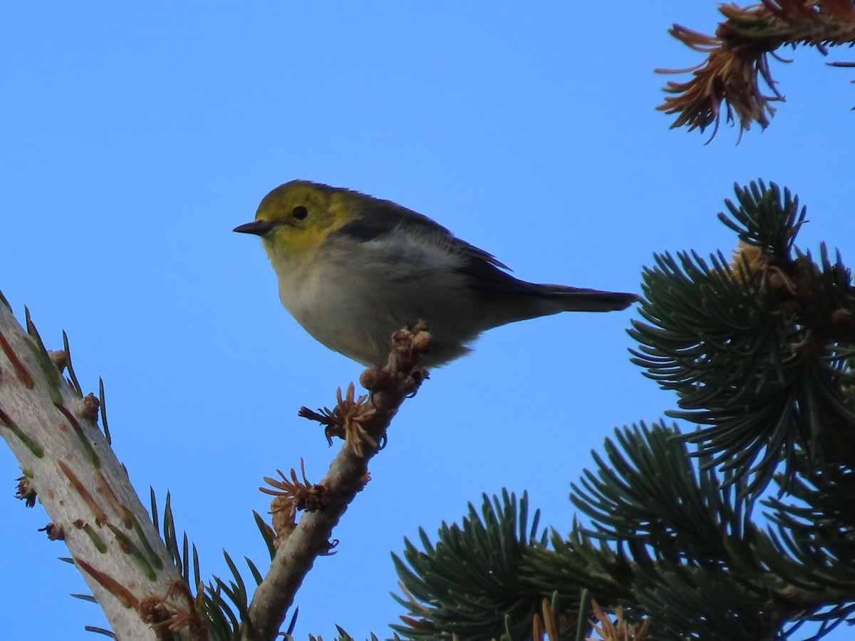 Hermit Warbler - ML622950456