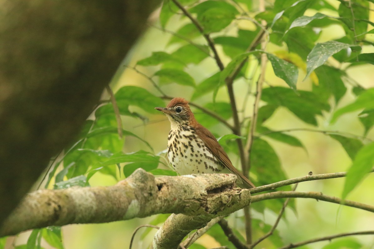 Wood Thrush - ML622950462