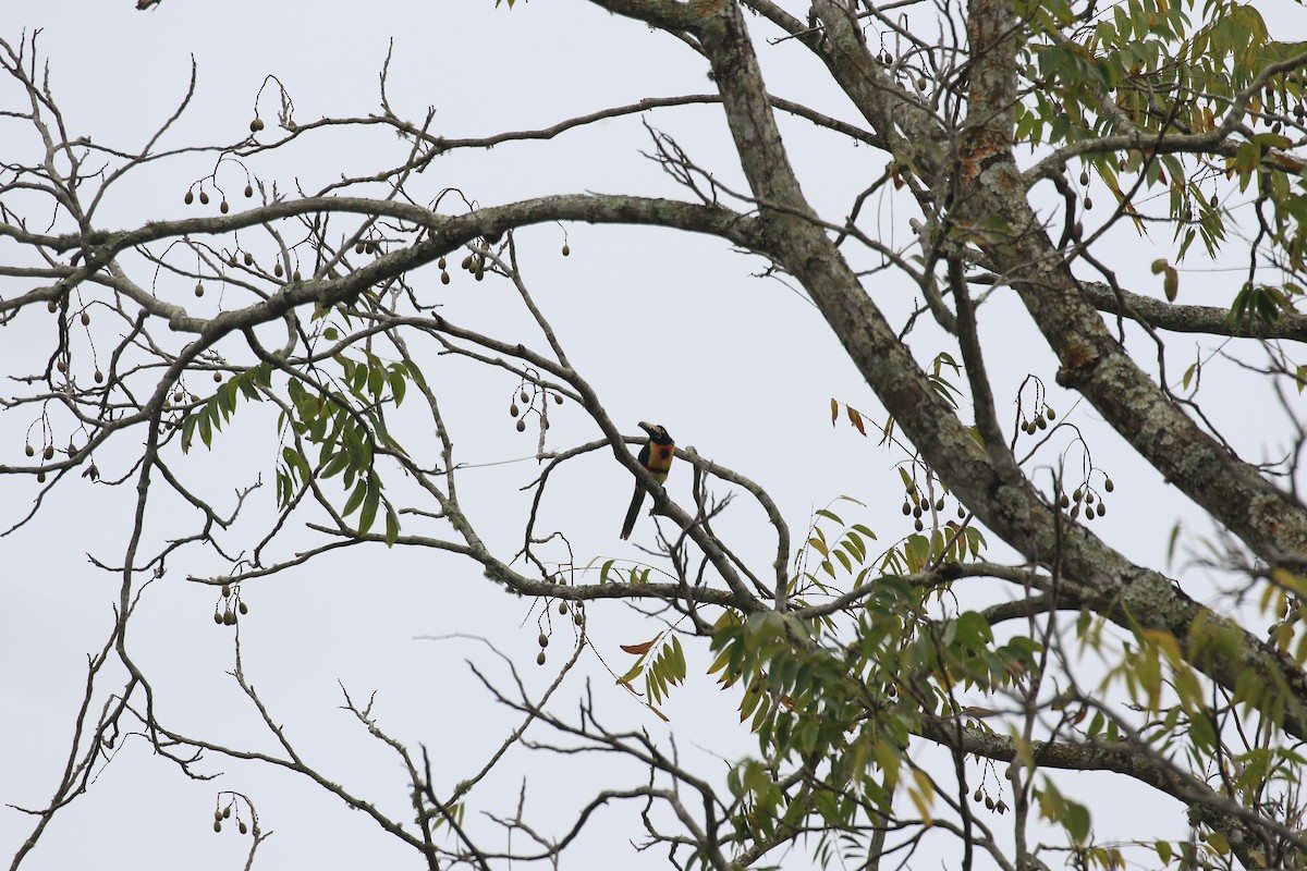 Collared Aracari - ML622950552