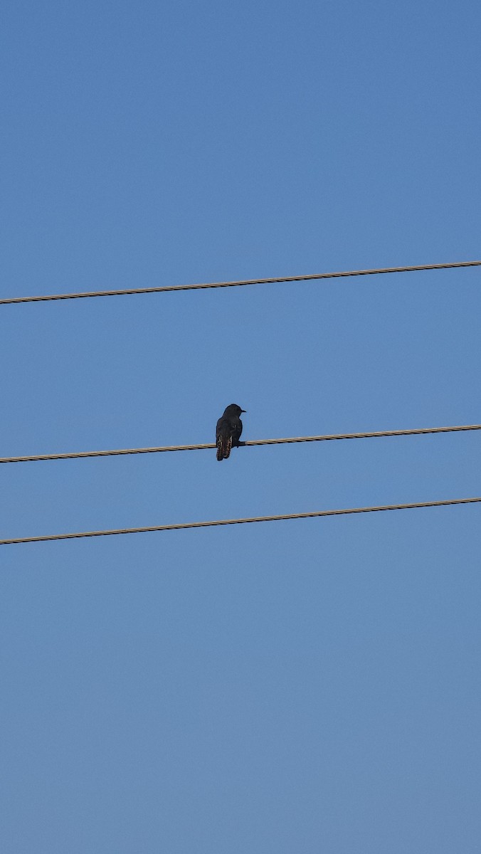 Gray-bellied Cuckoo - ML622950566