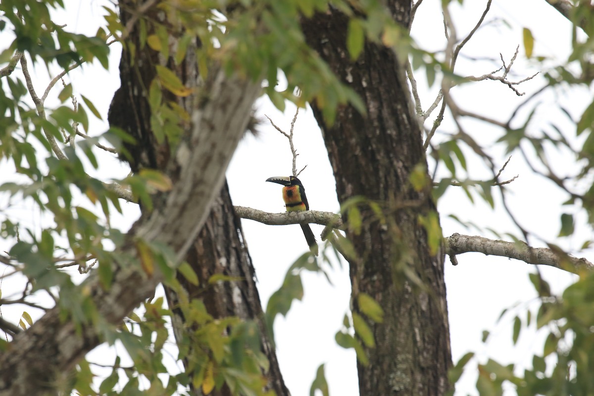 Collared Aracari - ML622950569