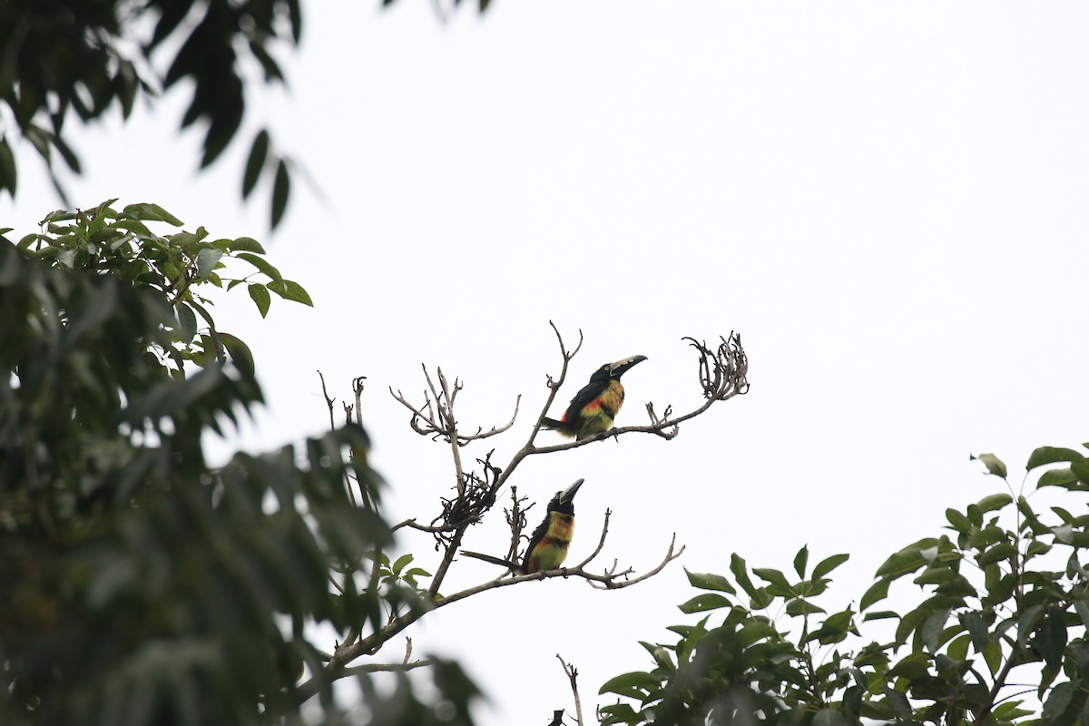 Collared Aracari - ML622950584