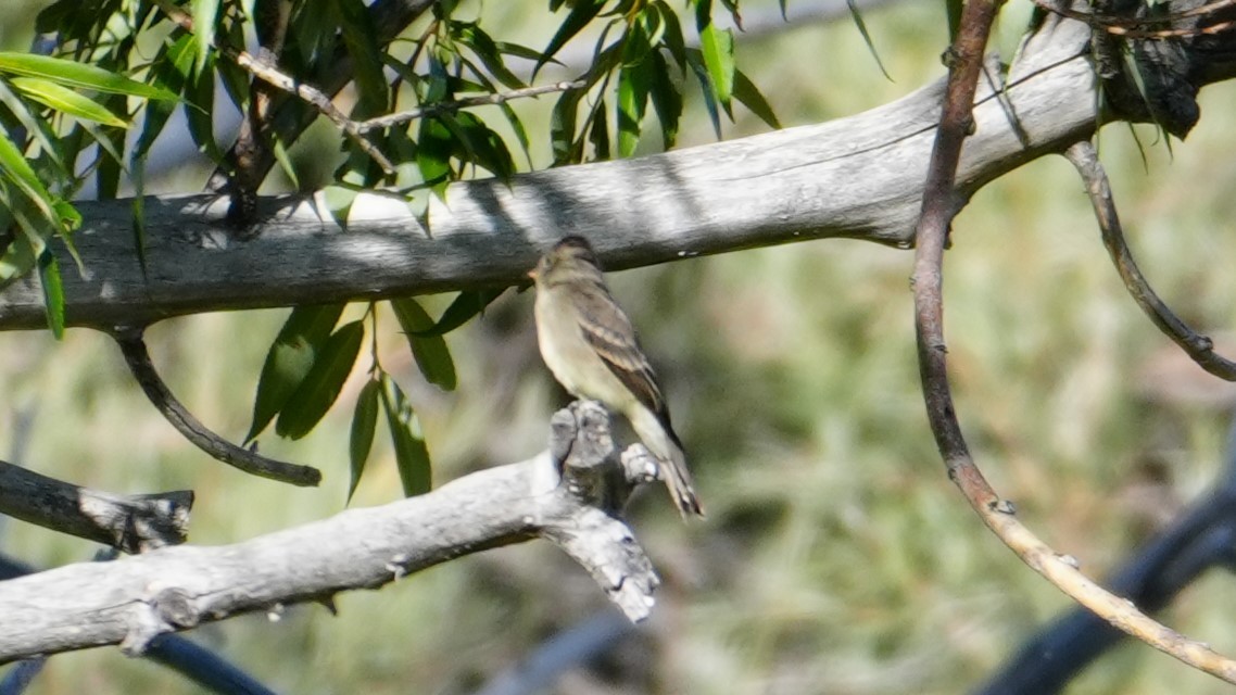 Willow Flycatcher - Katrina Cantu