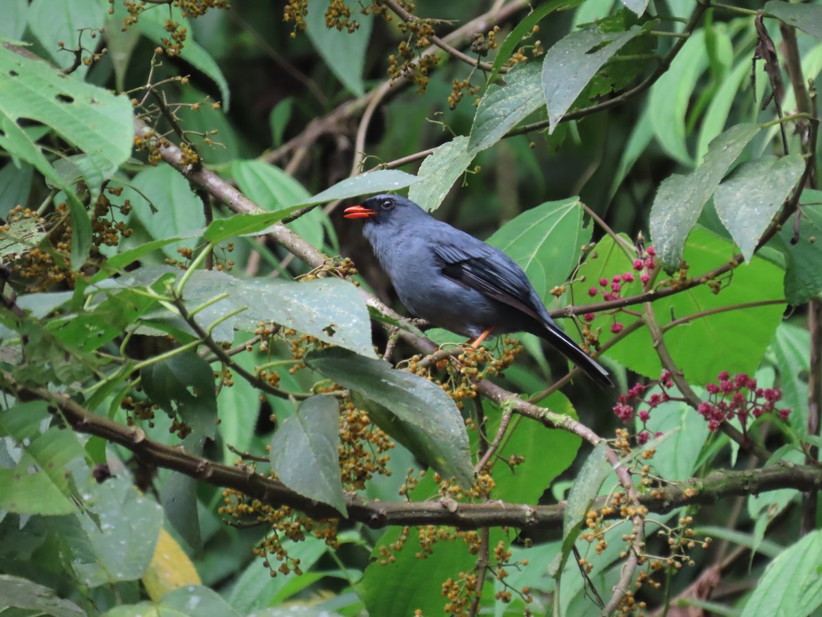 Solitario Carinegro - ML622950622