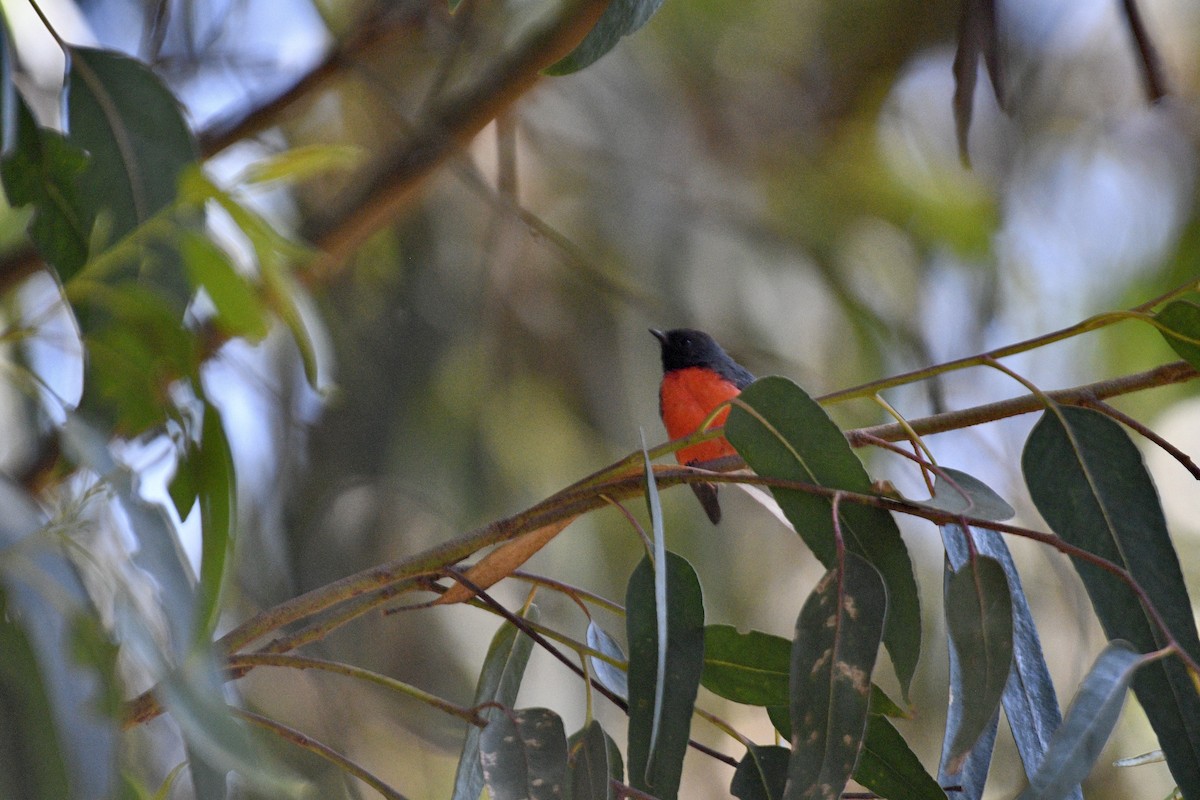 Slate-throated Redstart - ML622950630