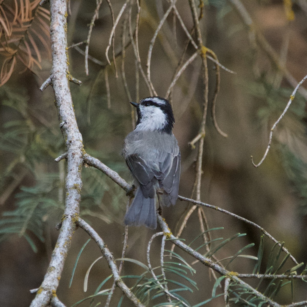 Mountain Chickadee - ML622950651