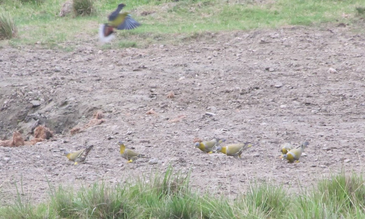 Pin-tailed Green-Pigeon - ML622950701