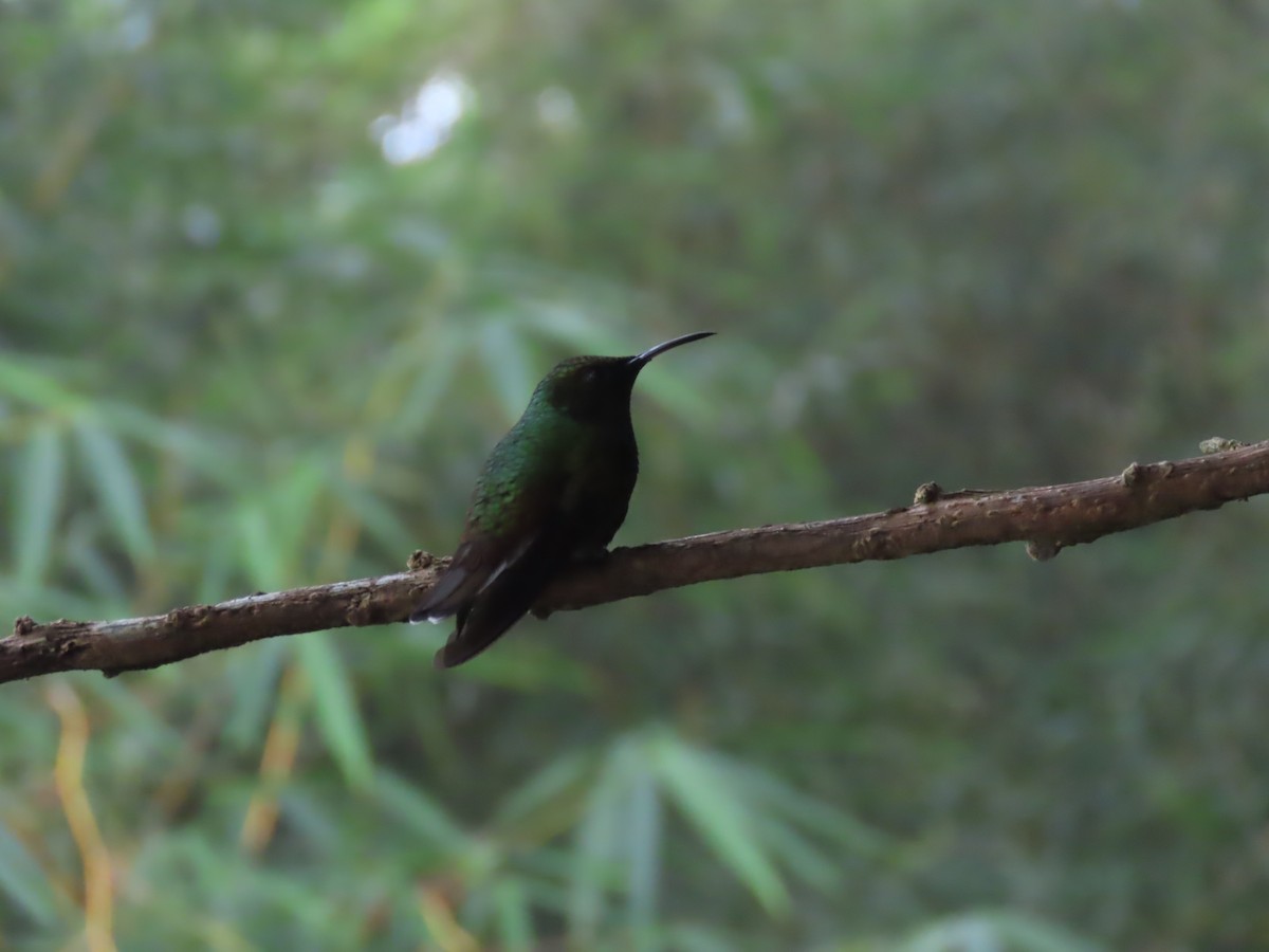 Black-bellied Hummingbird - ML622950707