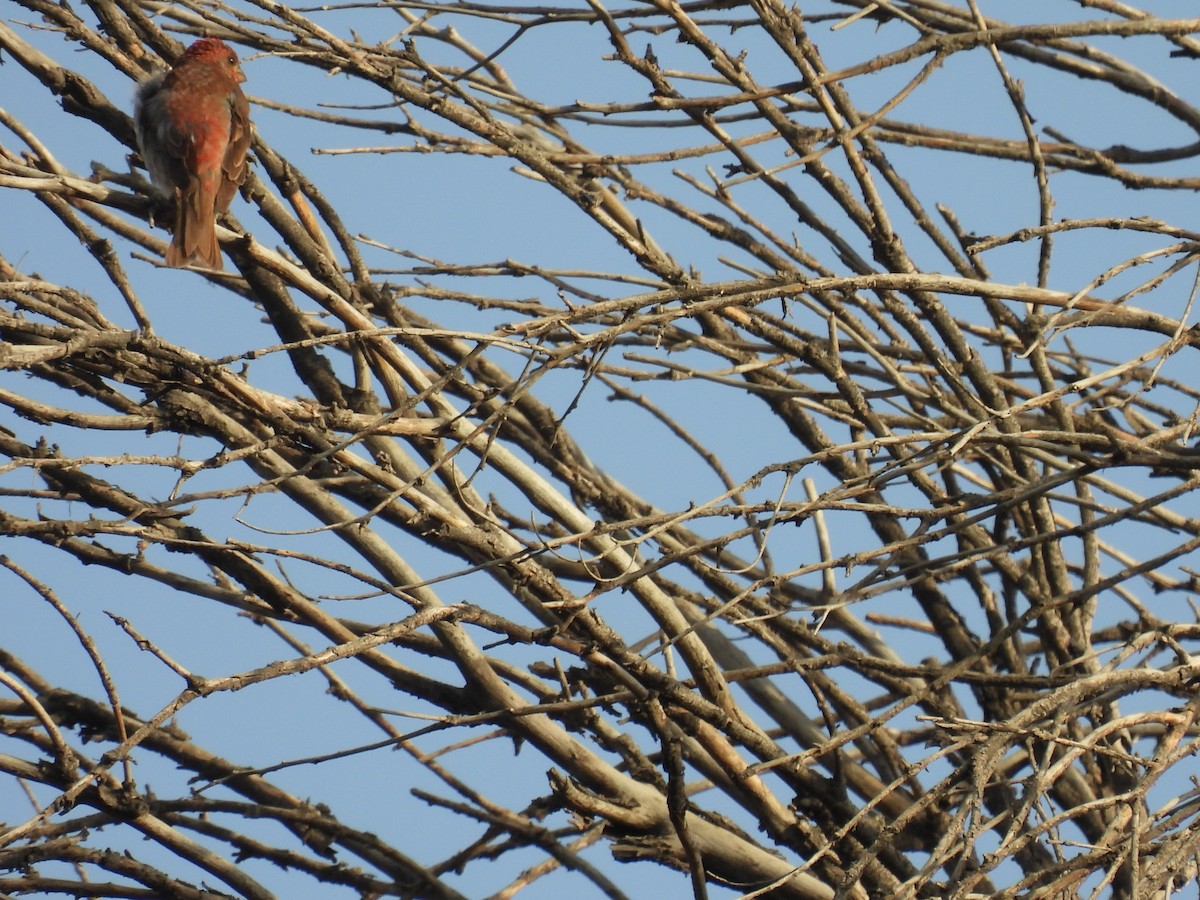 Common Rosefinch - ML622950797