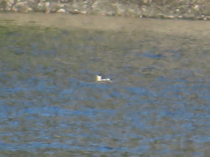 Marbled Murrelet - ML622950798